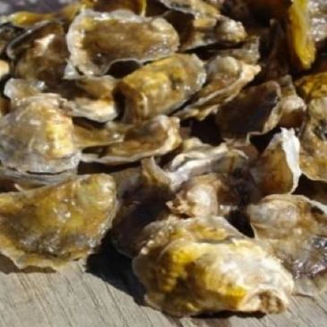 Native Hawaiian Oysters